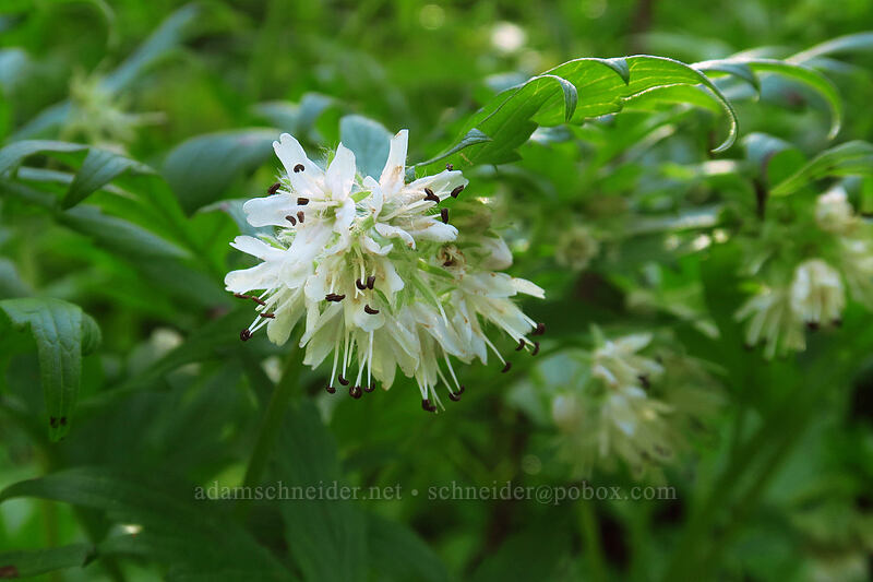 Fendler's waterleaf (Hydrophyllum fendleri var. albifrons (Hydrophyllum albifrons)) [Bean Creek Trail, Wenatchee National Forest, Kittitas County, Washington]
