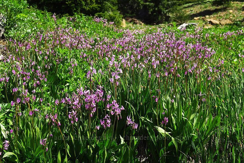 tall mountain shooting stars (Dodecatheon jeffreyi (Primula jeffreyi)) [Bean Creek Trail, Wenatchee National Forest, Kittitas County, Washington]