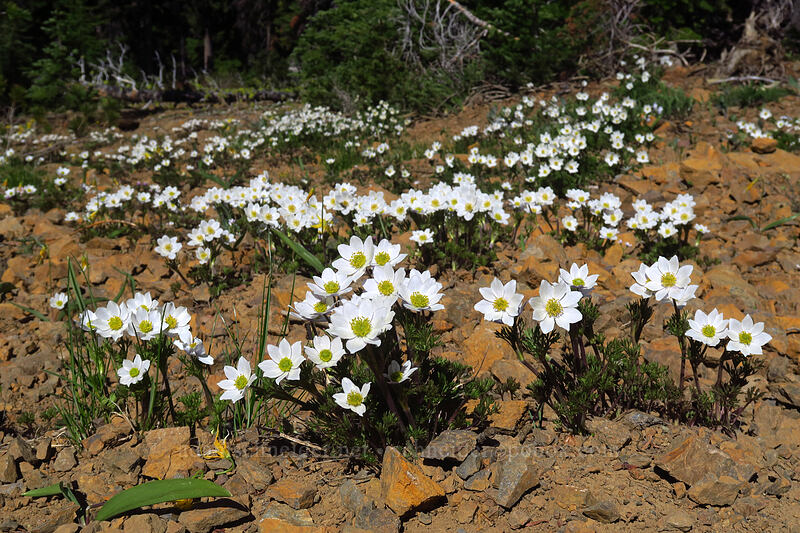Drummond's anemones (Anemone drummondii) [Bean Creek Trail, Wenatchee National Forest, Kittitas County, Washington]