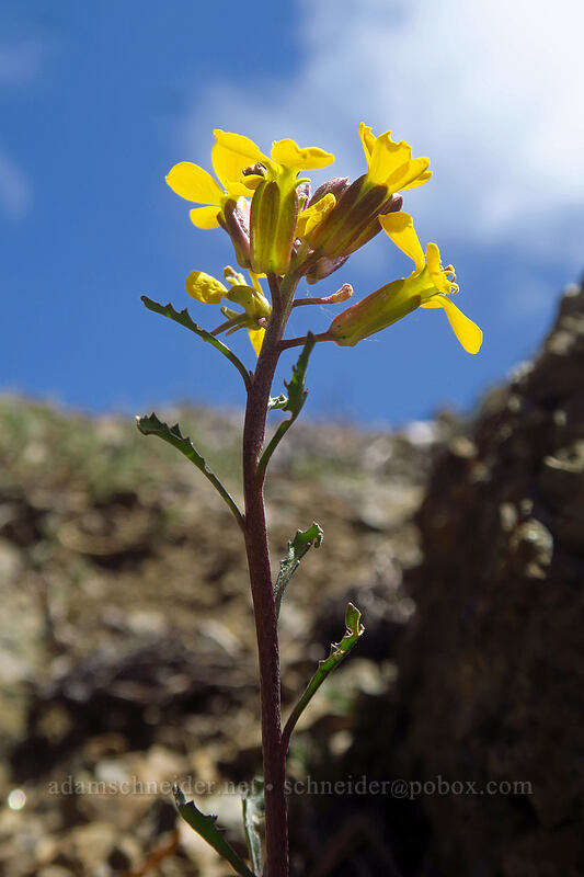 mountain wallflower (Erysimum arenicola) [Earl Peak Trail, Wenatchee National Forest, Kittitas County, Washington]