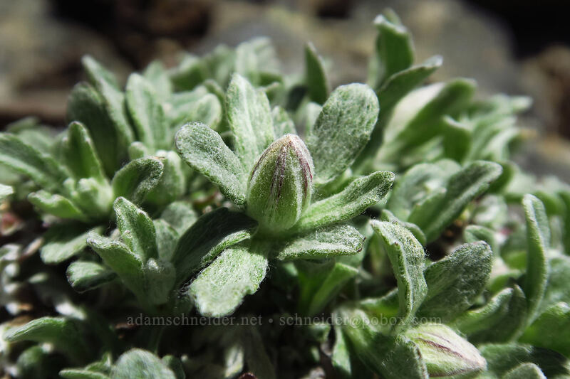 Oregon sunshine, budding (Eriophyllum lanatum var. integrifolium) [Earl Peak Trail, Wenatchee National Forest, Kittitas County, Washington]