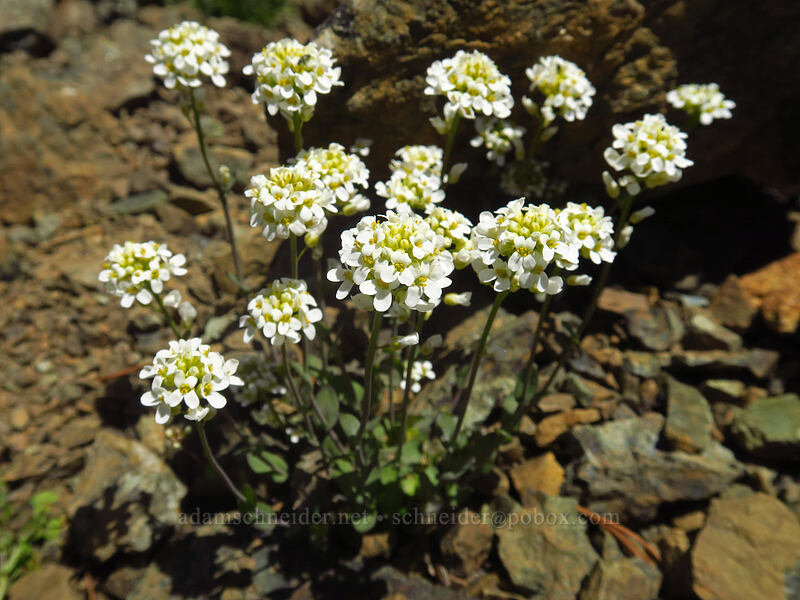 alpine penny-cress (Noccaea fendleri ssp. glauca (Thlaspi fendleri var. glaucum)) [Earl Peak Trail, Wenatchee National Forest, Kittitas County, Washington]