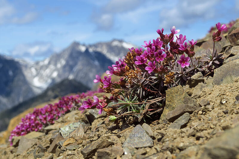 snow dwarf-primrose (Douglasia nivalis (Androsace nivalis)) [Earl Peak, Wenatchee National Forest, Kittitas County, Washington]