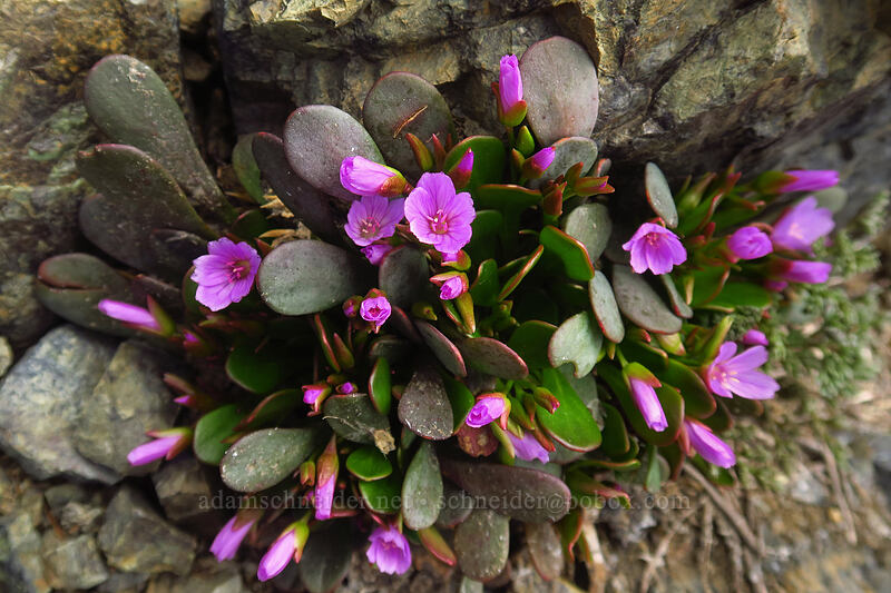Wenatchee spring-beauty (Claytonia megarhiza var. nivalis (Claytonia nivalis)) [Earl Peak-Bean Peak ridge, Wenatchee National Forest, Kittitas County, Washington]