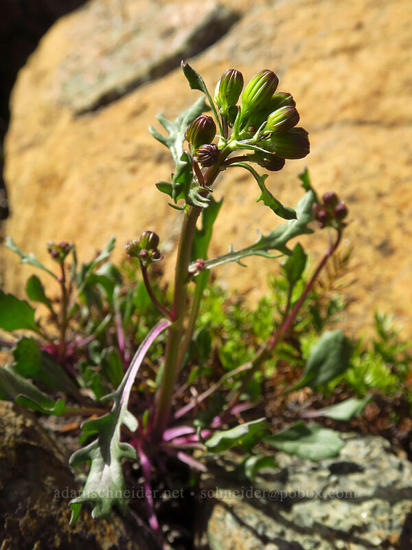 Rocky Mountain groundsel, budding (Packera streptanthifolia) [Earl Peak-Bean Peak ridge, Wenatchee National Forest, Kittitas County, Washington]