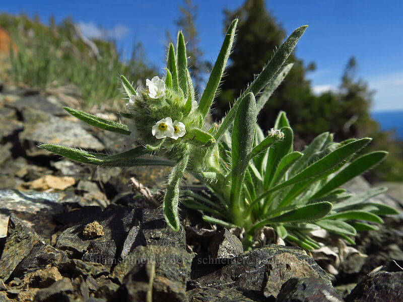 Thompson's cryptantha (Oreocarya thompsonii (Cryptantha thompsonii)) [Bean Peak, Wenatchee National Forest, Kittitas County, Washington]