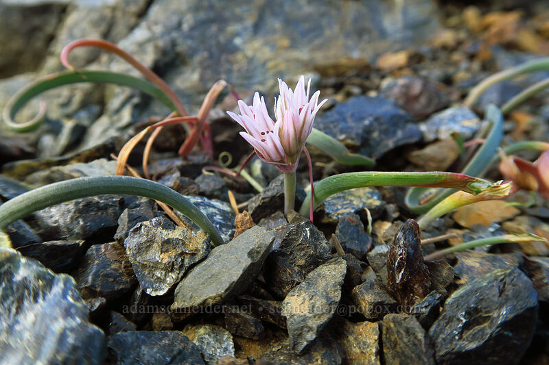Olympic onion (Allium crenulatum) [Bean Peak, Wenatchee National Forest, Kittitas County, Washington]