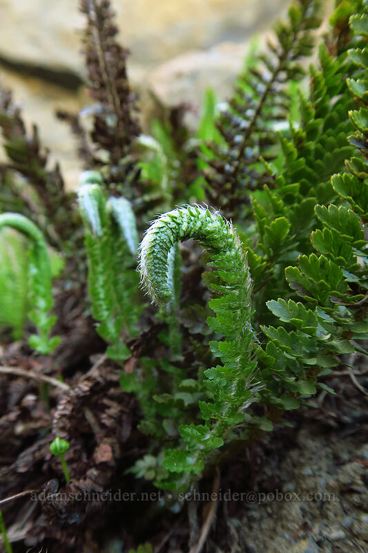 Lemmon's holly fern (Polystichum lemmonii) [Bean Peak, Wenatchee National Forest, Chelan County, Washington]