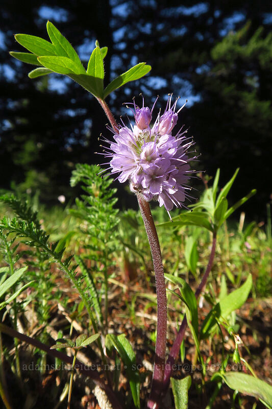 ball-head waterleaf (Hydrophyllum capitatum var. capitatum) [Bean Creek Trail, Wenatchee National Forest, Kittitas County, Washington]
