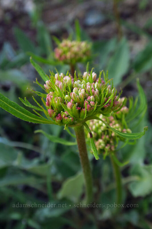 northern buckwheat (Eriogonum compositum) [Bean Creek Trail, Wenatchee National Forest, Kittitas County, Washington]
