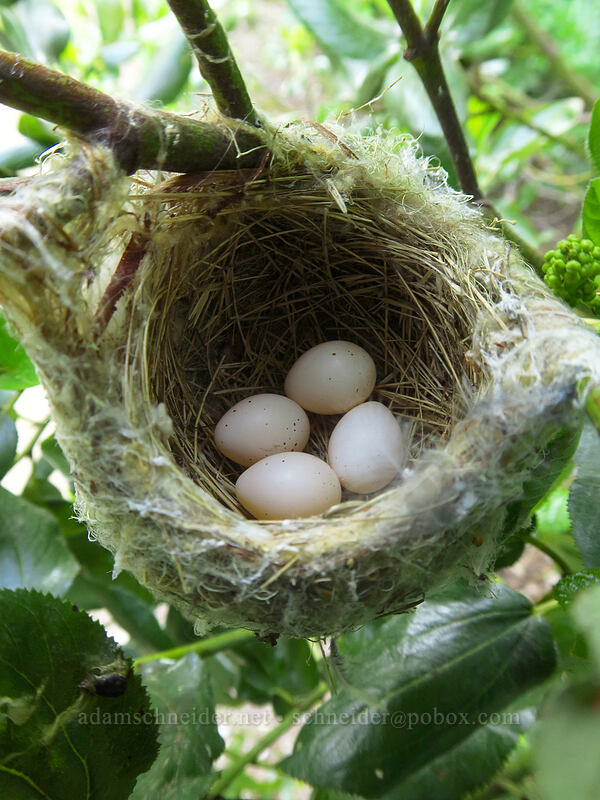 red-eyed vireo nest & eggs (Vireo olivaceus) [Beverly Turnpike Trail, Wenatchee National Forest, Kittitas County, Washington]