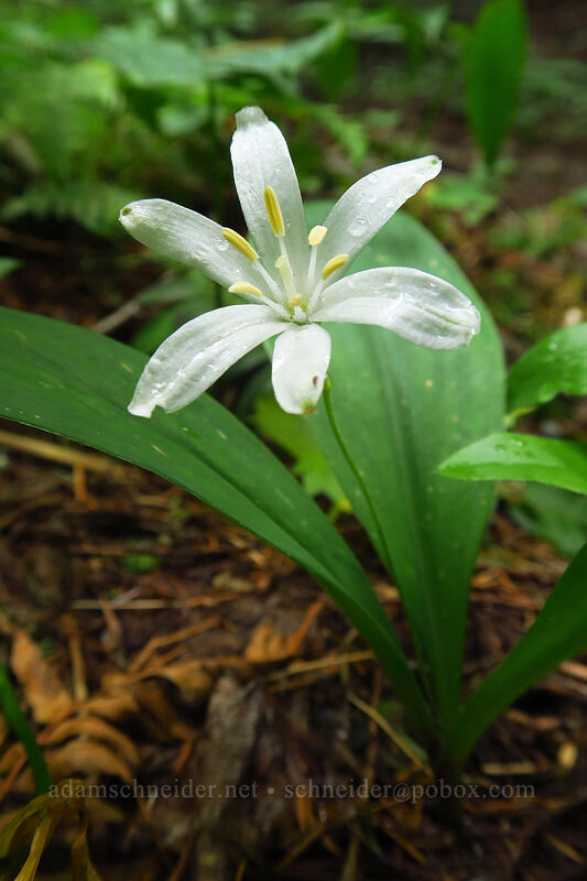 bead lily (Clintonia uniflora) [Grouse Vista Trail, Yacolt Burn State Forest, Clark County, Washington]