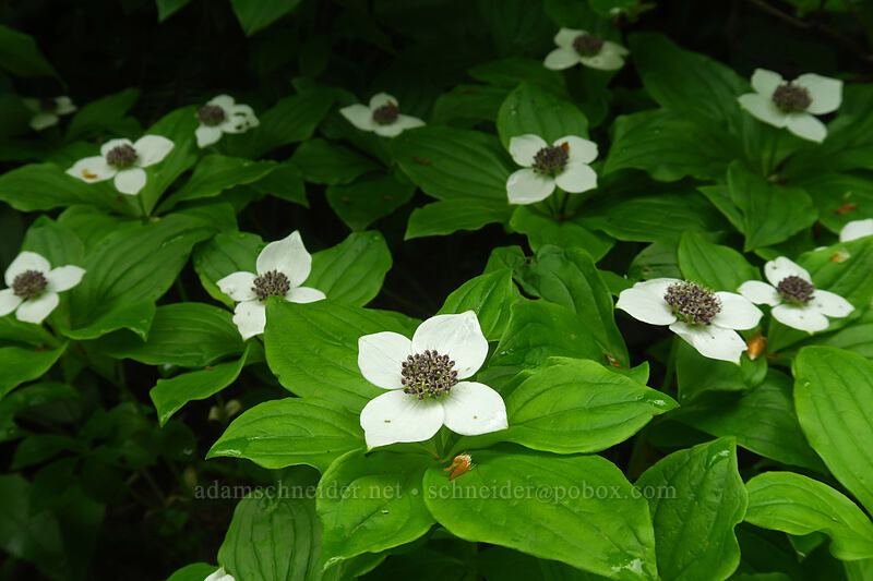 bunchberry flowers (Cornus unalaschkensis (Cornus canadensis)) [Grouse Vista Trail, Yacolt Burn State Forest, Clark County, Washington]