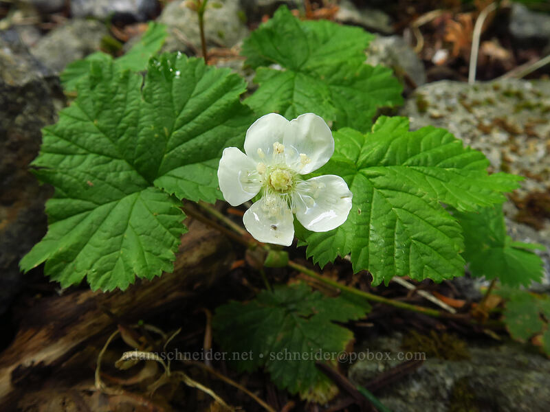 dwarf bramble (Rubus lasiococcus) [Silver Star Trail, Gifford Pinchot National Forest, Skamania County, Washington]