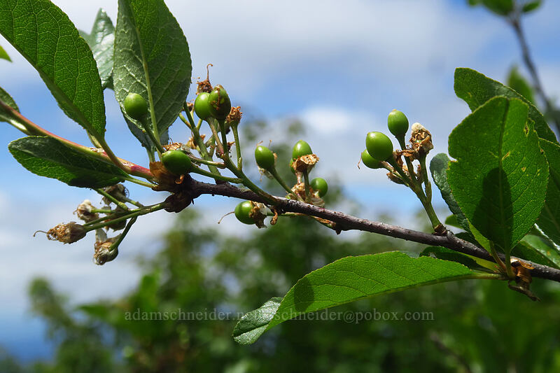 bitter cherries (Prunus emarginata) [Silver Star Trail, Gifford Pinchot National Forest, Skamania County, Washington]