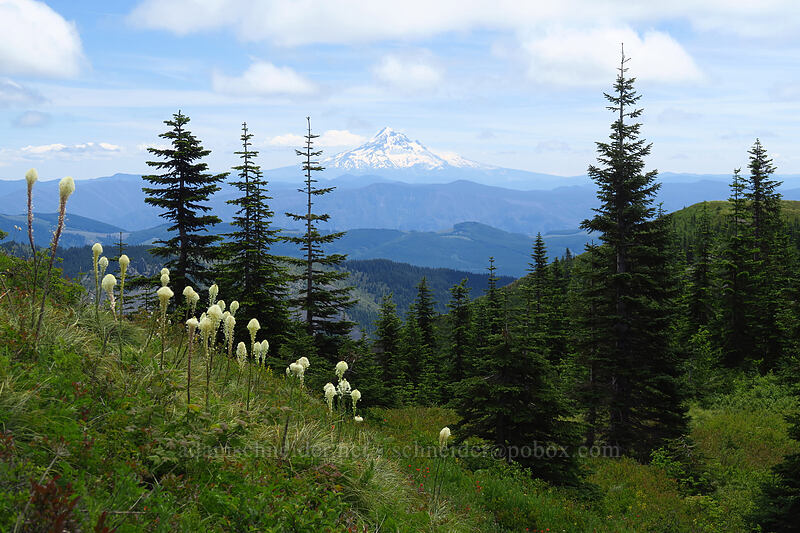 beargrass & Mount Hood (Xerophyllum tenax) [Indian Pits Trail, Gifford Pinchot National Forest, Skamania County, Washington]