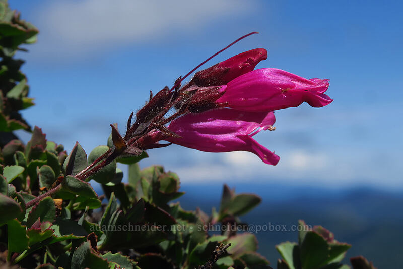 cliff penstemon (Penstemon rupicola) [Silver Star Mountain, Gifford Pinchot National Forest, Skamania County, Washington]