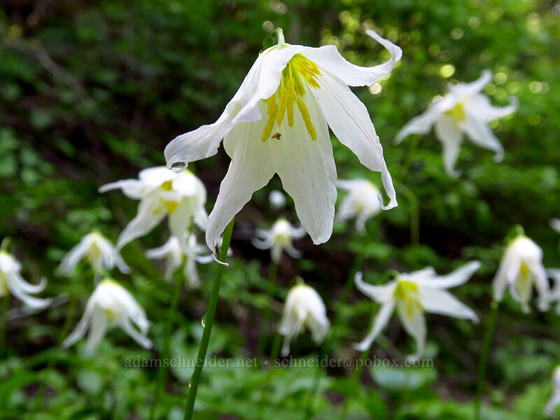 avalanche lilies (Erythronium montanum) [Silver Star Mountain, Gifford Pinchot National Forest, Skamania County, Washington]