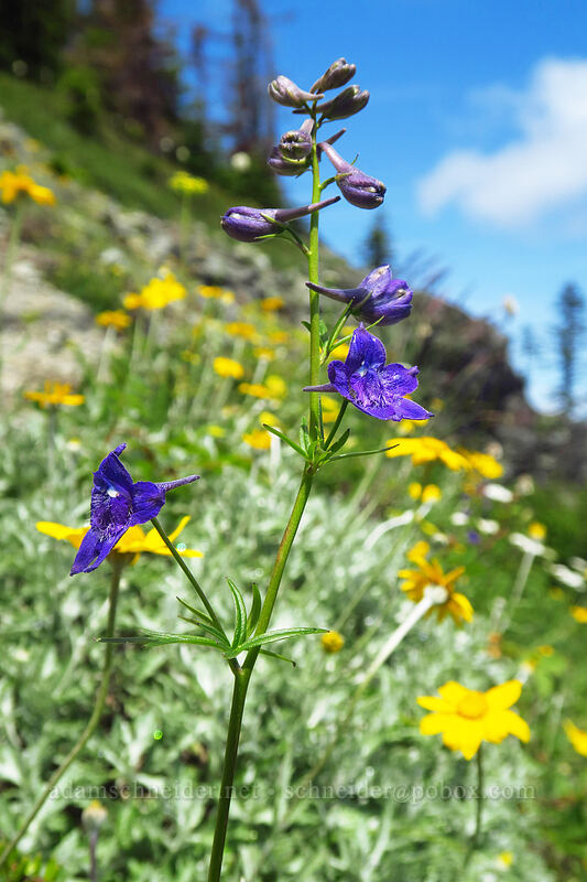 Nuttall's larkspur & Oregon sunshine (Delphinium nuttallii, Eriophyllum lanatum) [Ed's Trail, Gifford Pinchot National Forest, Skamania County, Washington]