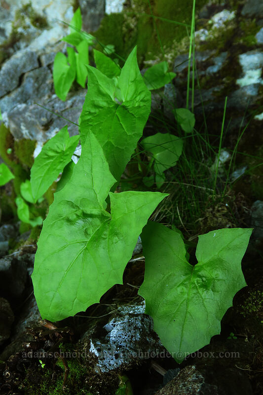 rattlesnake-root leaves (Prenanthes alata (Nabalus alatus)) [Ed's Trail, Gifford Pinchot National Forest, Skamania County, Washington]