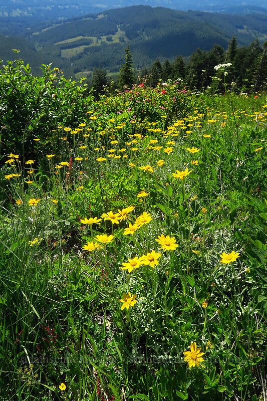 Oregon sunshine (Eriophyllum lanatum) [Silver Star Trail, Gifford Pinchot National Forest, Skamania County, Washington]