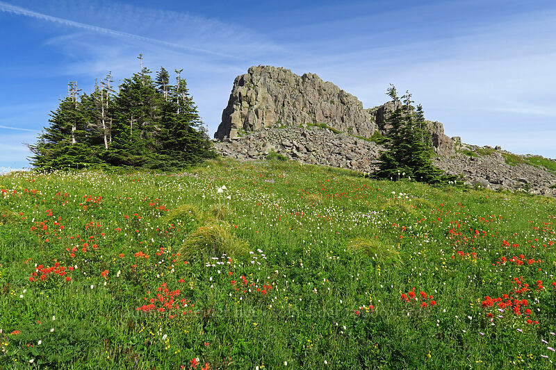 wildflowers [Silver Star Trail, Gifford Pinchot National Forest, Skamania County, Washington]