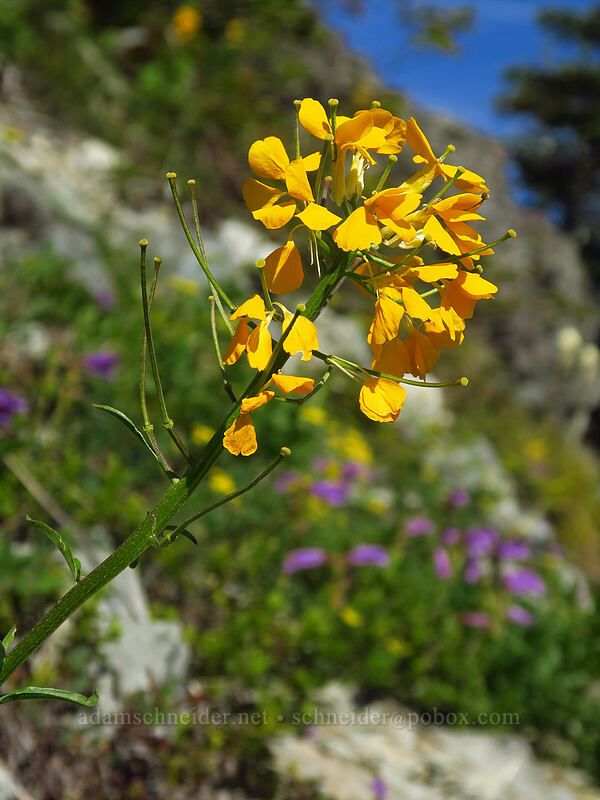 wallflower (Erysimum capitatum) [Silver Star Trail, Gifford Pinchot National Forest, Skamania County, Washington]