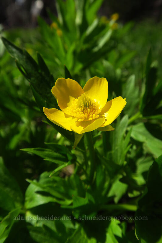 swamp buttercup (Ranunculus orthorhynchus var. platyphyllus) [Upper Naneum Meadow, Wenatchee National Forest, Kittitas County, Washington]