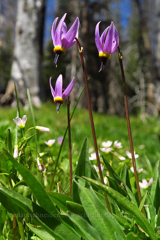 shooting stars (Dodecatheon sp. (Primula sp.)) [Upper Naneum Meadow, Wenatchee National Forest, Kittitas County, Washington]