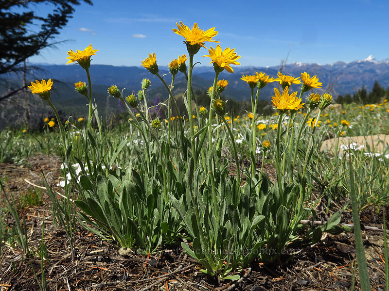 woolly mock goldenweed (Stenotus lanuginosus (Haplopappus lanuginosus)) [Tronsen Ridge Trail, Wenatchee National Forest, Chelan County, Washington]