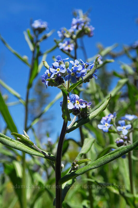 blue stick-seed (Hackelia micrantha (Hackelia jessicae)) [Tronsen Ridge Trail, Wenatchee National Forest, Chelan County, Washington]