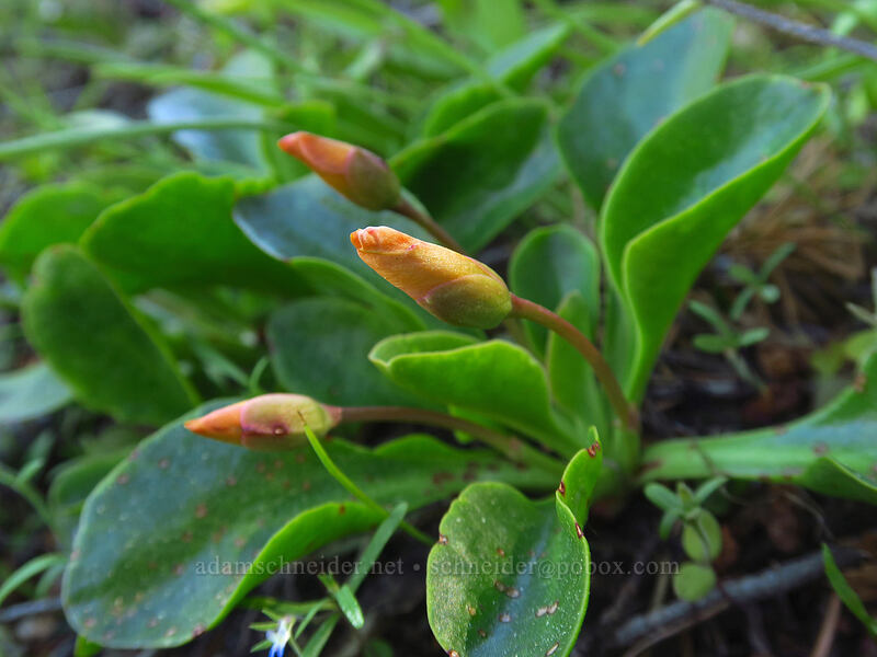Tweedy's lewisia, budding (Lewisiopsis tweedyi (Lewisia tweedyi)) [Tronsen Ridge Trail, Wenatchee National Forest, Chelan County, Washington]