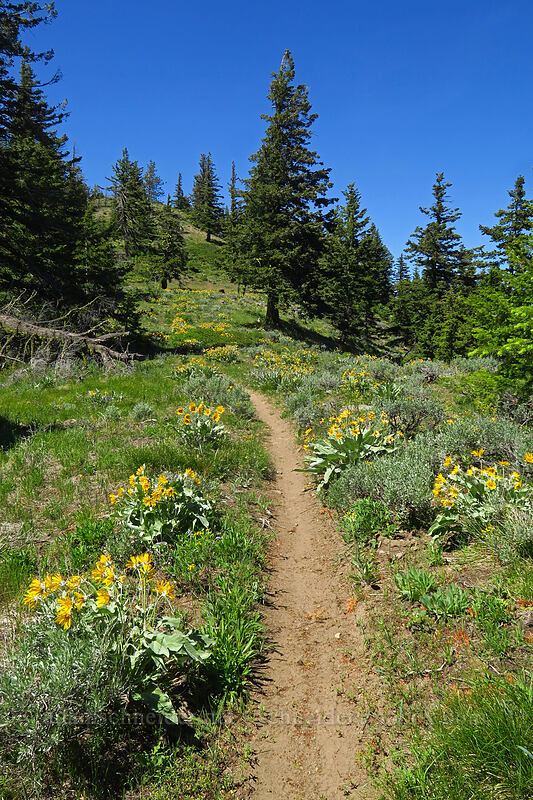 wildflowers [Tronsen Ridge Trail, Wenatchee National Forest, Chelan County, Washington]