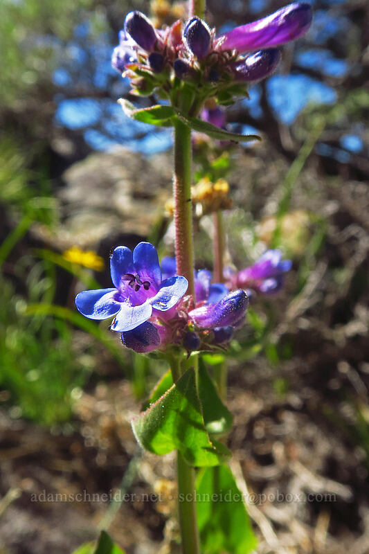 Chelan penstemon (Penstemon pruinosus) [Tronsen Ridge Trail, Wenatchee National Forest, Chelan County, Washington]