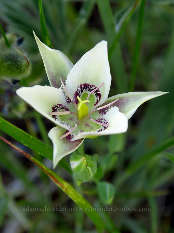 Lyall's mariposa lily (Calochortus lyallii) [Tronsen Ridge Trail, Wenatchee National Forest, Chelan County, Washington]