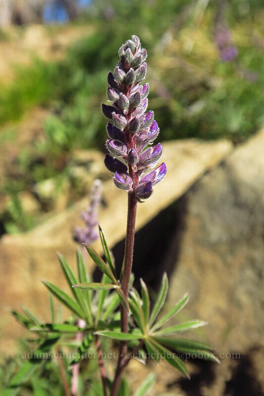 lupine (Lupinus sp.) [Tronsen Ridge Trail, Wenatchee National Forest, Chelan County, Washington]