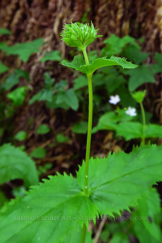 Cascade penstemon, budding (Penstemon serrulatus) [Wahkeena Trail, Mt. Hood National Forest, Multnomah County, Oregon]