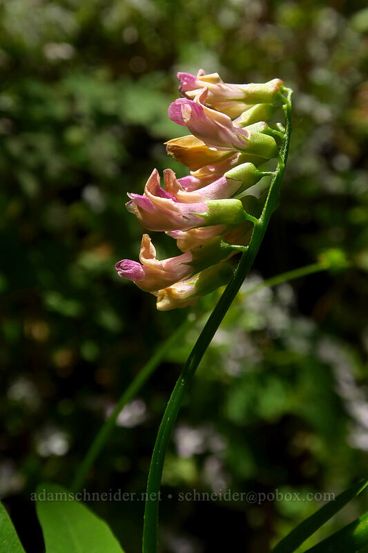 giant vetch (Vicia gigantea (Vicia nigricans ssp. gigantea)) [Wahkeena Trail, Mt. Hood National Forest, Multnomah County, Oregon]