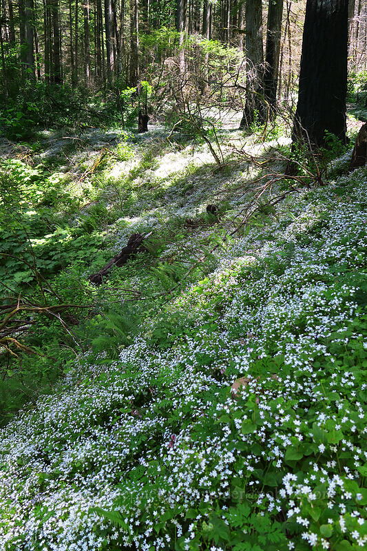 candyflower (Claytonia sibirica (Montia sibirica)) [Wahkeena Trail, Mt. Hood National Forest, Multnomah County, Oregon]