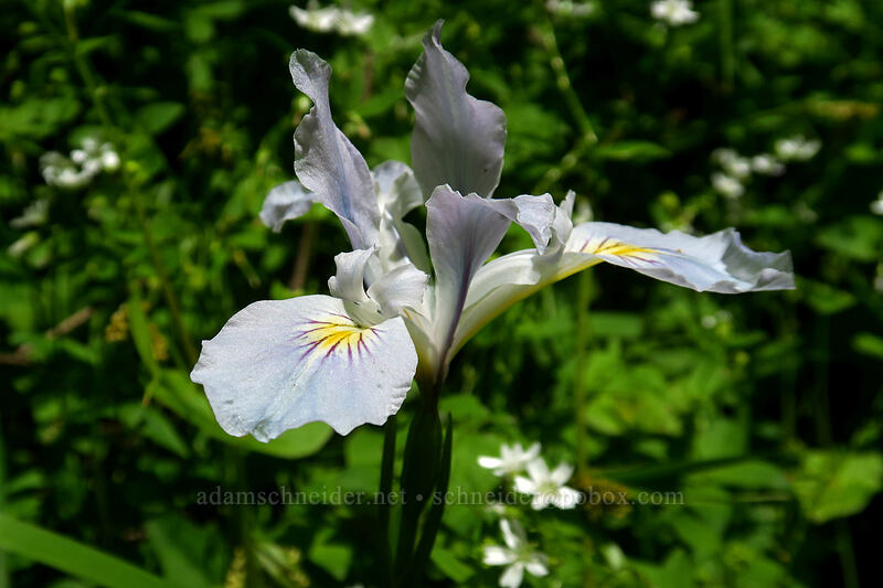 Oregon iris (Iris tenax) [Wahkeena Trail, Mt. Hood National Forest, Multnomah County, Oregon]