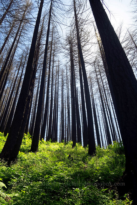 burned conifers [Wahkeena Trail, Mt. Hood National Forest, Multnomah County, Oregon]