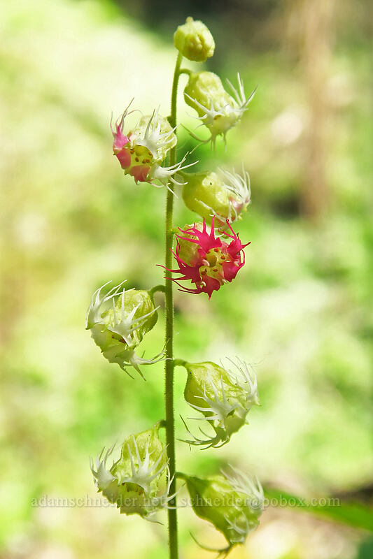 fringe-cups (Tellima grandiflora) [Larch Mountain Trail, Mt. Hood National Forest, Multnomah County, Oregon]