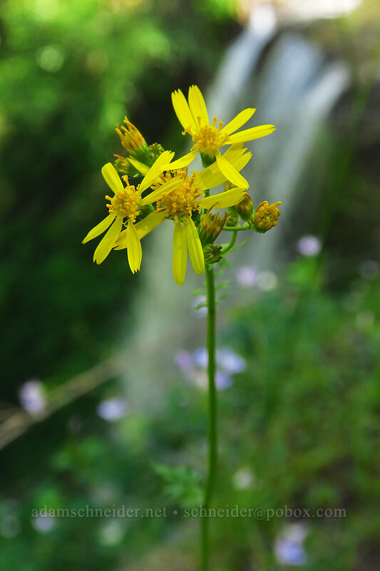 Bolander's groundsel/ragwort (Packera bolanderi var. harfordii (Senecio bolanderi)) [Larch Mountain Trail, Mt. Hood National Forest, Multnomah County, Oregon]