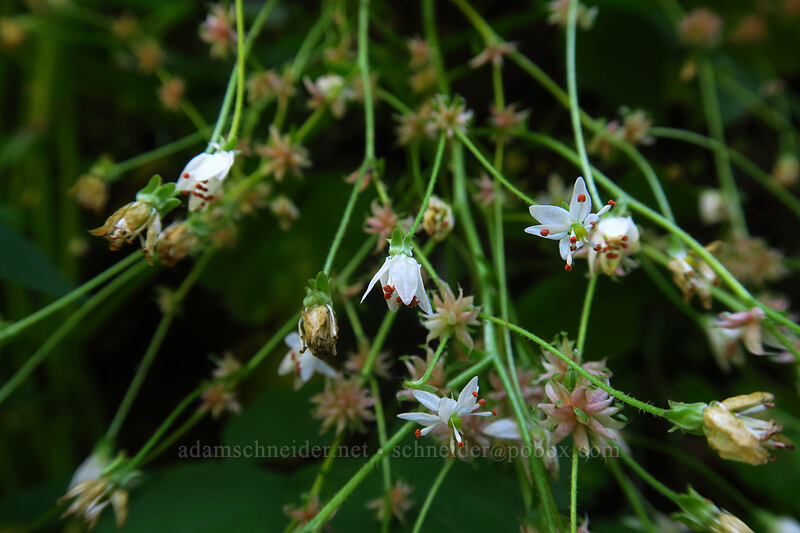 Mertens' saxifrage (Saxifraga mertensiana) [Larch Mountain Trail, Mt. Hood National Forest, Multnomah County, Oregon]
