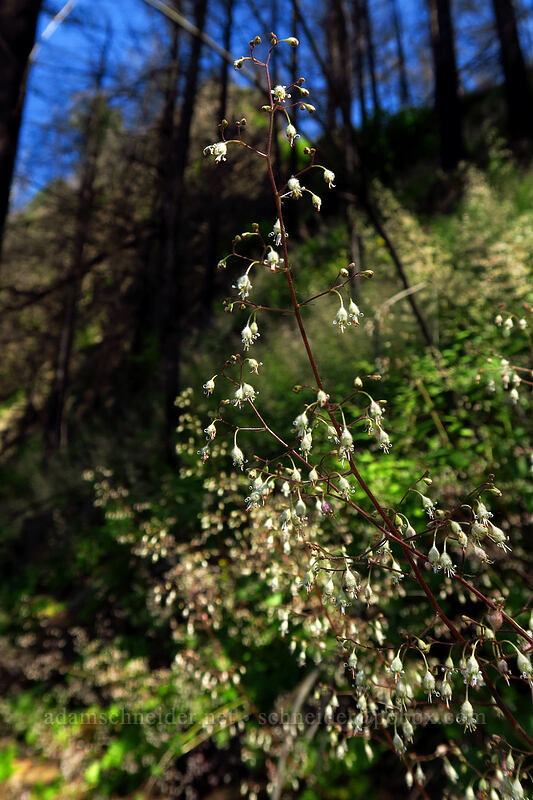 small-flowered alumroot (Heuchera micrantha) [Multnomah Falls Trail, Mt. Hood National Forest, Multnomah County, Oregon]