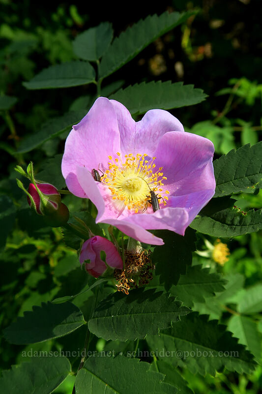 wild rose (Rosa sp.) [Multnomah Falls Trail, Mt. Hood National Forest, Multnomah County, Oregon]