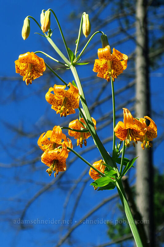 Columbia tiger lilies (Lilium columbianum) [Multnomah Falls Trail, Mt. Hood National Forest, Multnomah County, Oregon]