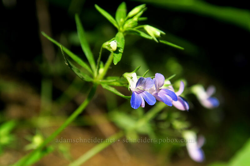 small-flowered blue-eyed-Mary (Collinsia parviflora) [Latourell Falls Trail, Guy W. Talbot State Park, Multnomah County, Oregon]