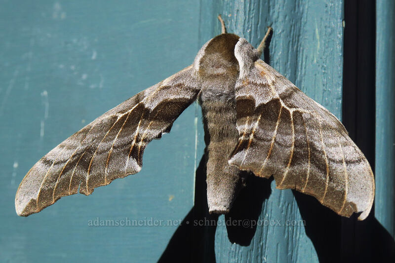 one-eyed sphinx moth (Smerinthus cerisyi) [Rico Hotel, Rico, Dolores County, Colorado]