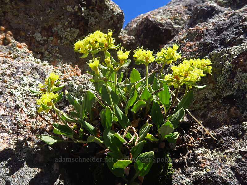 alpine golden buckwheat (Eriogonum flavum var. flavum) [Cedar Point, Black Canyon of the Gunnison National Park, Montrose County, Colorado]